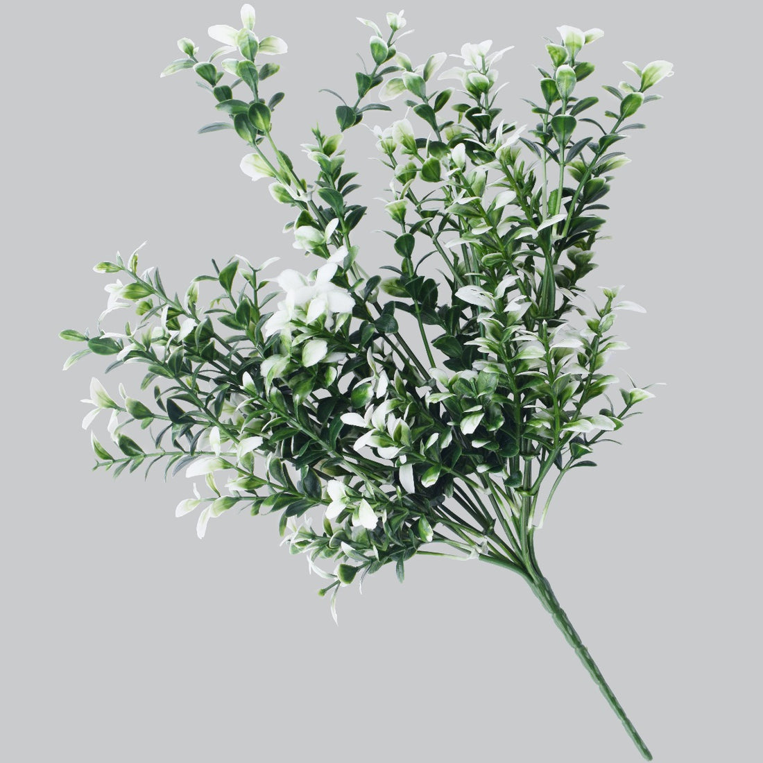 White Tipped Money Leaf Stem 32 cm
